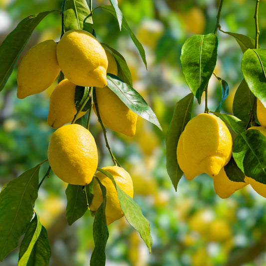 Citroenboom - Bakker