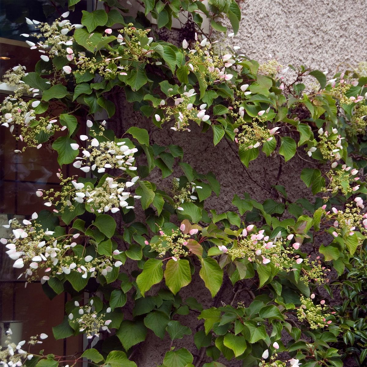 Valse klimhortensia - Bakker