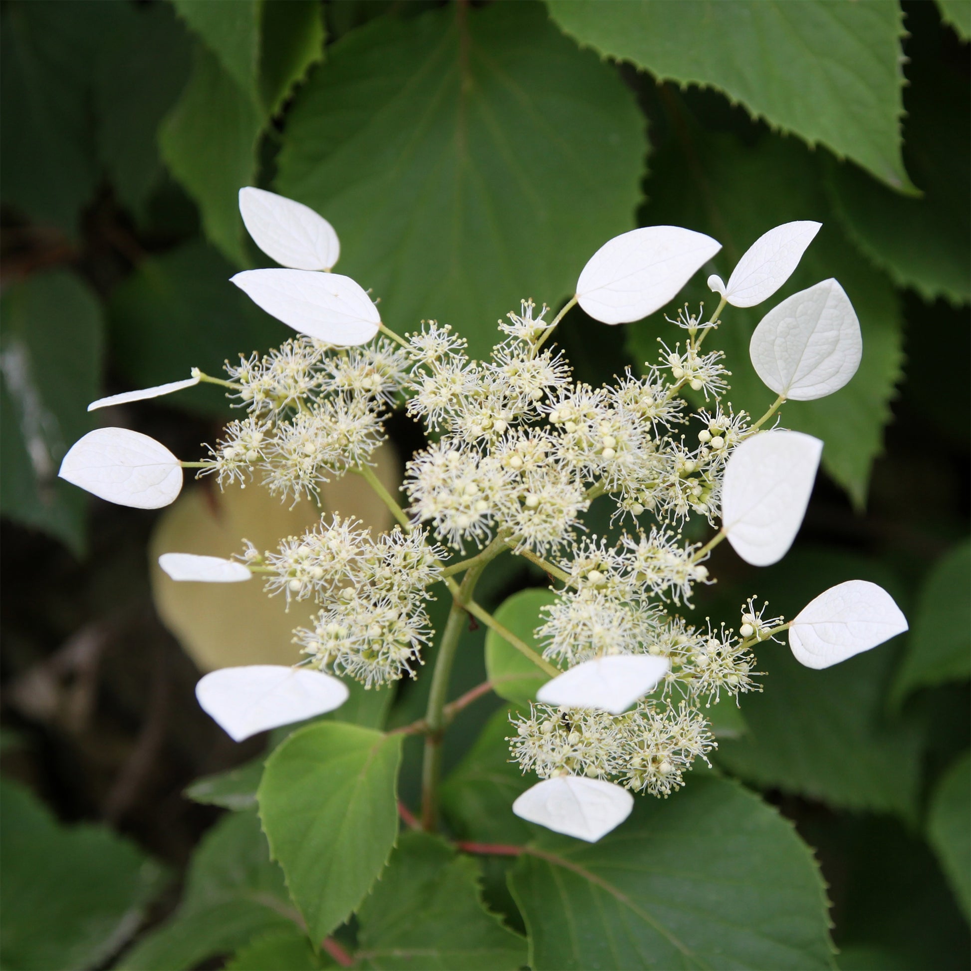 Klimhortensia - Valse klimhortensia - Schizophragma hydrangeoïdes