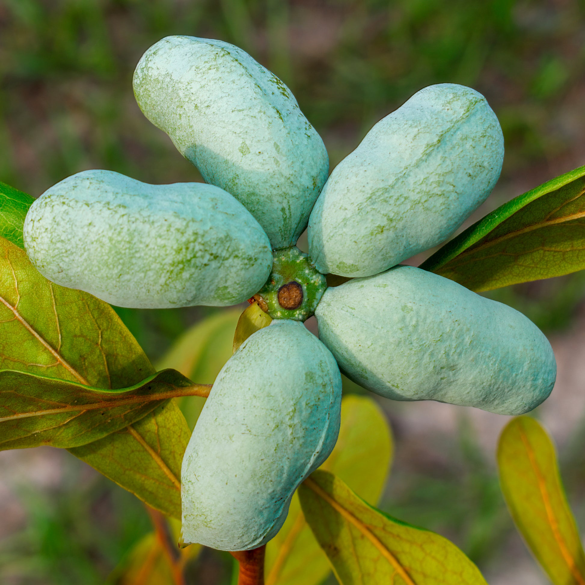 Exotische fruit -  - Asimina Triloba Prima