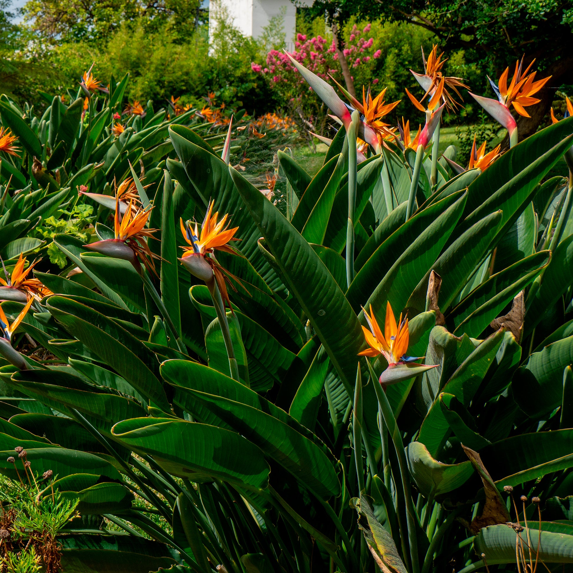 Strelitzia reginae - Paradijsvogelbloem Strelitzia - Strelitzia reginae - Paradijsvogelbloem