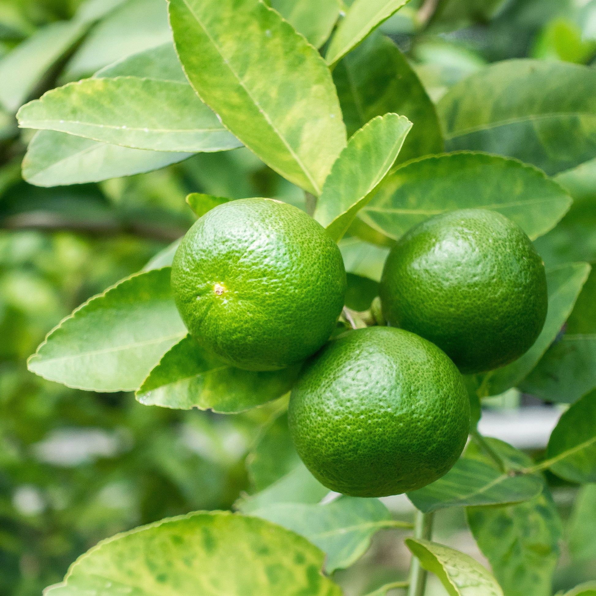 Citrus aurantifolia - Limoenboom - Citrusvruchten