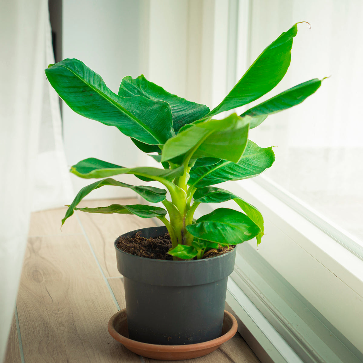 Dwergbanaan Dwarf Cavendish - Bakker
