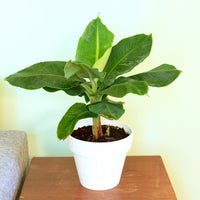 Musa acuminata Dwarf Cavendish - Dwergbanaan Dwarf Cavendish - Bananenplant