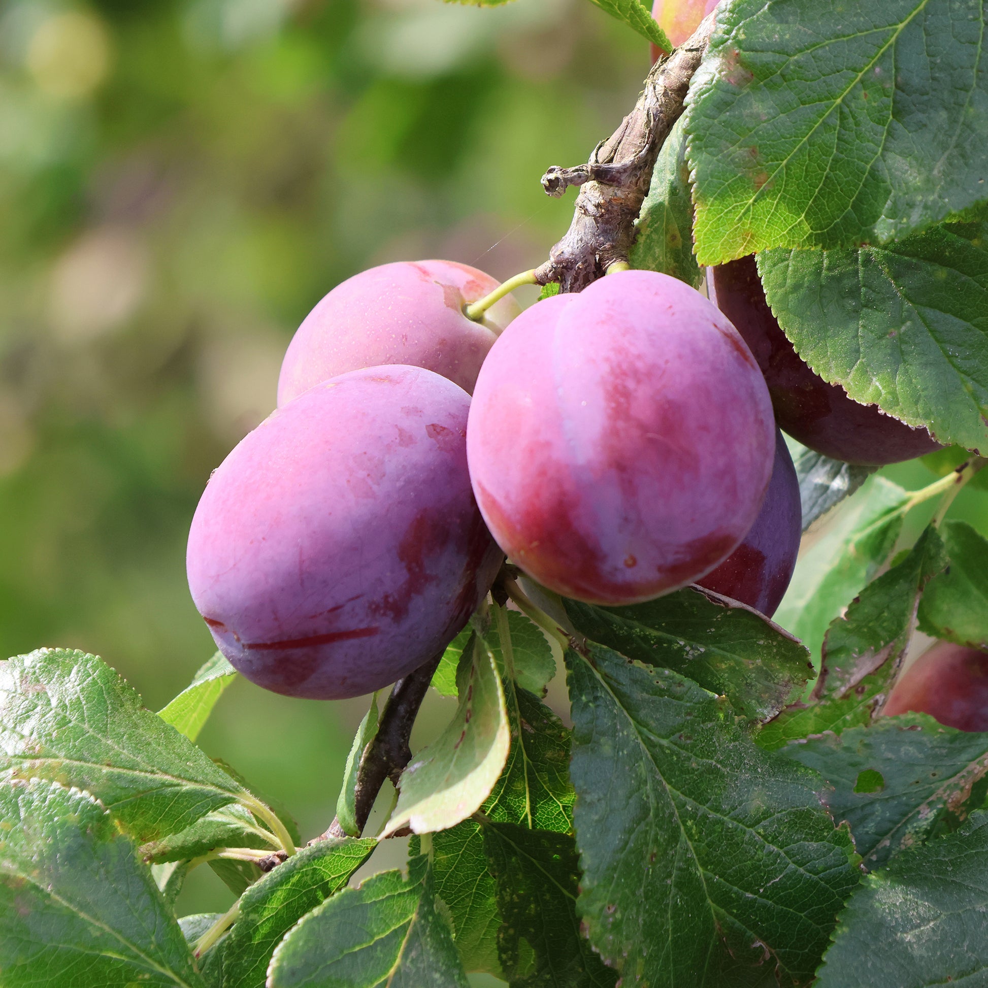 Pruimenboom Victoria - Prunus domestica victoria - Bakker