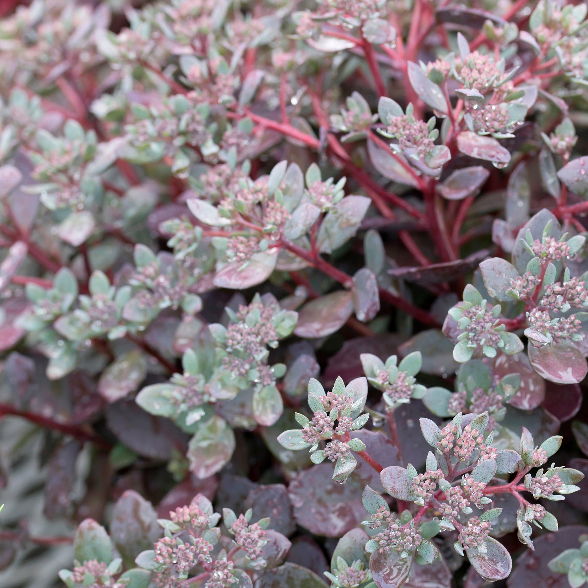 Muurpeper Dazzleberry - Sedum Dazzleberry - Bakker