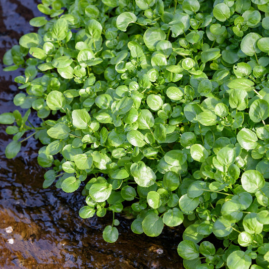 Waterkers Gewone - Bakker
