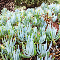 Senecio mandraliscae - Senecio mandraliscae - Bakker