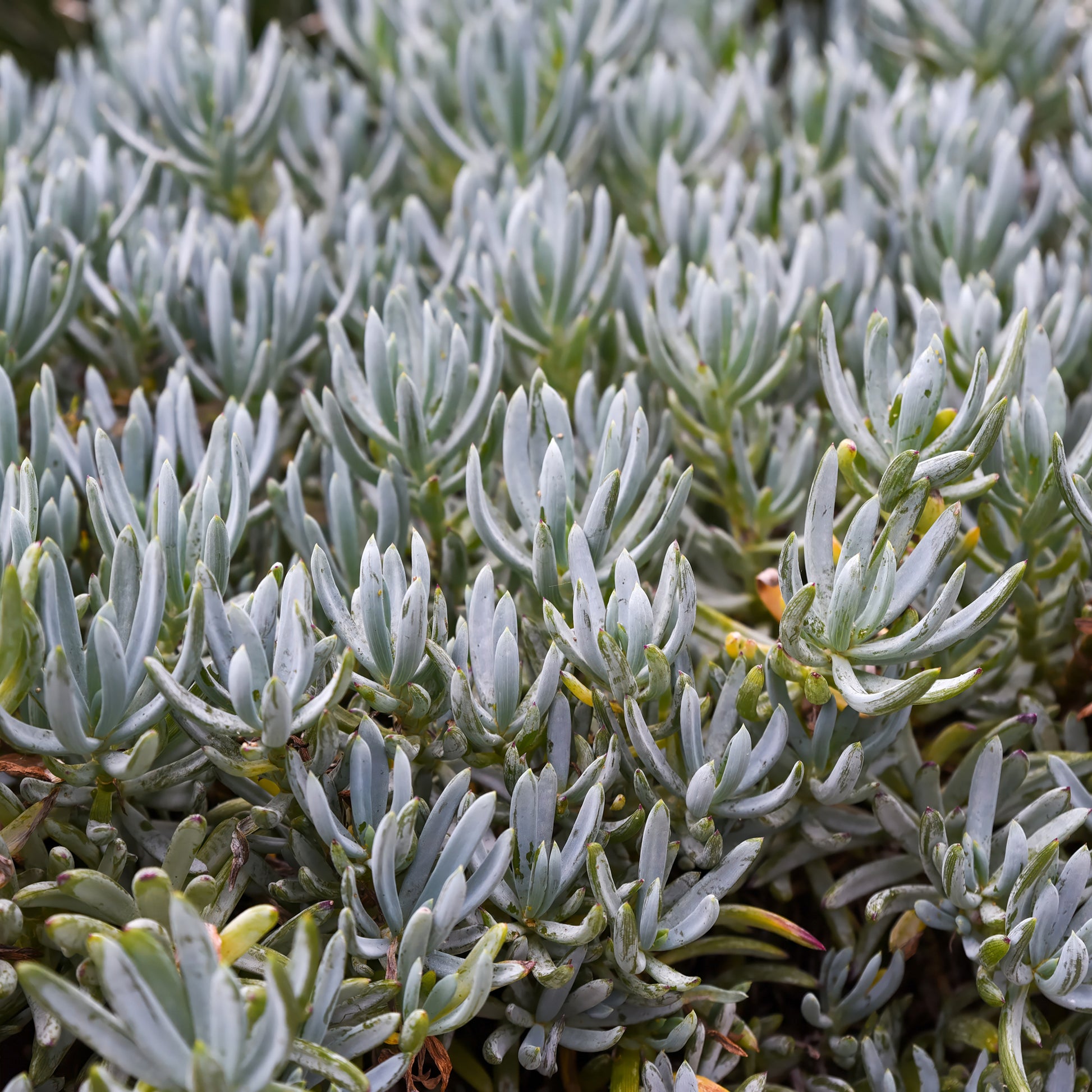 Verkoop Senecio mandraliscae - Senecio mandraliscae