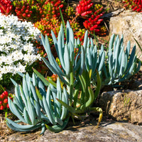 Senecio mandraliscae - Senecio mandraliscae - Wintergroene heesters