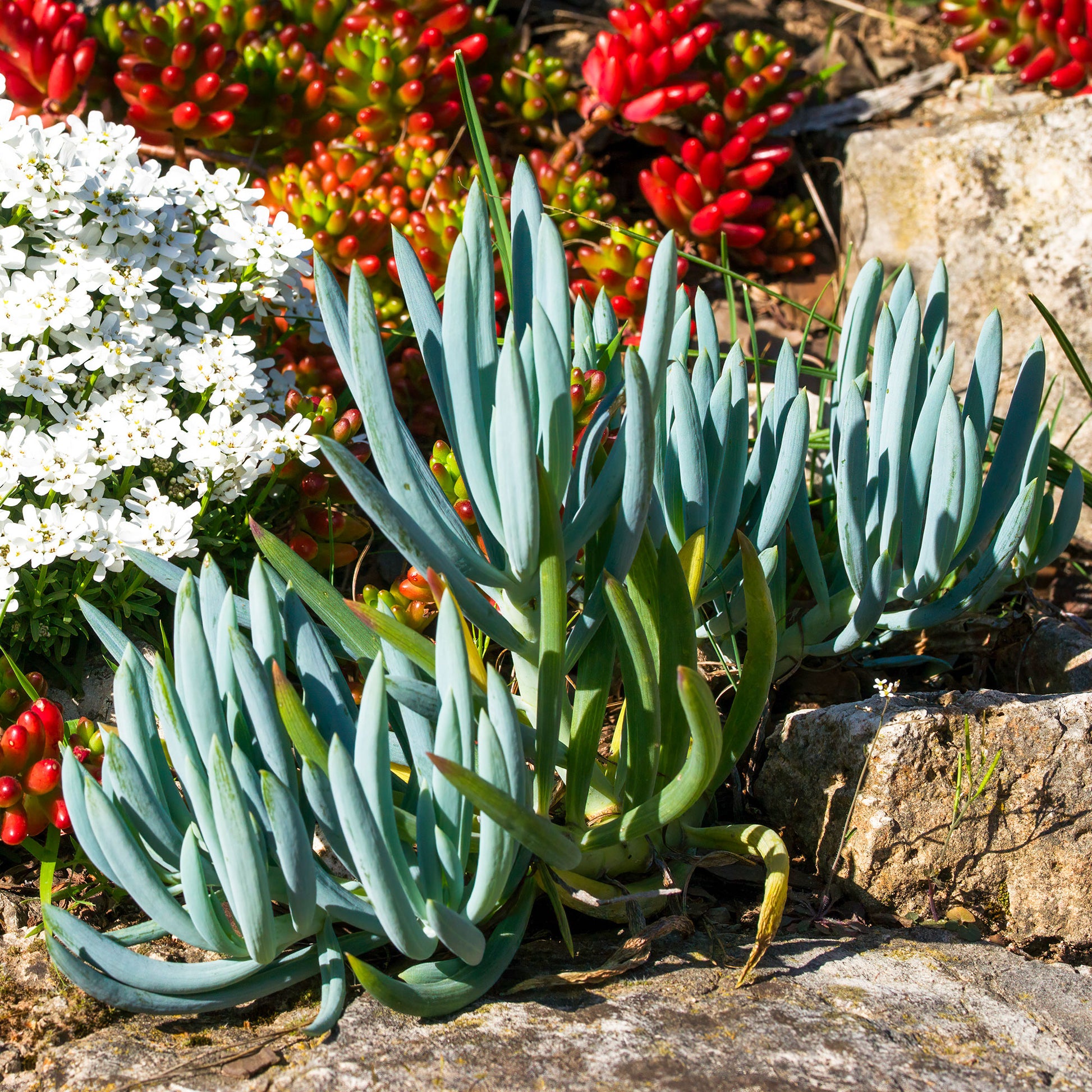 Senecio mandraliscae - Senecio mandraliscae - Wintergroene heesters