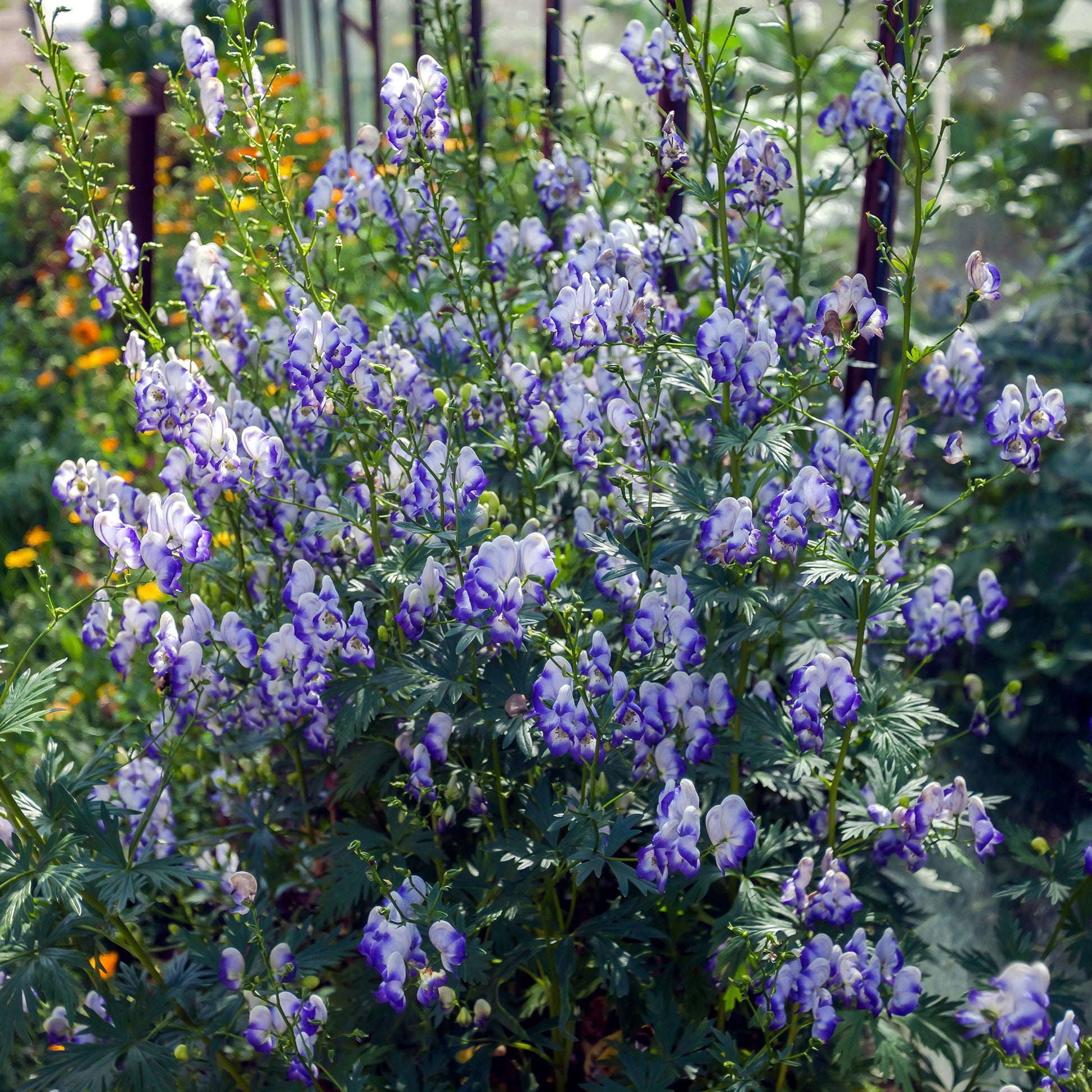 Monnikskap Bicolor - Aconitum cammarum Bicolor - Bakker