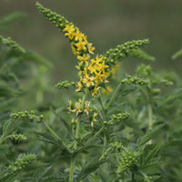 Gewone agrimonie - Agrimonia eupatoria - Bakker