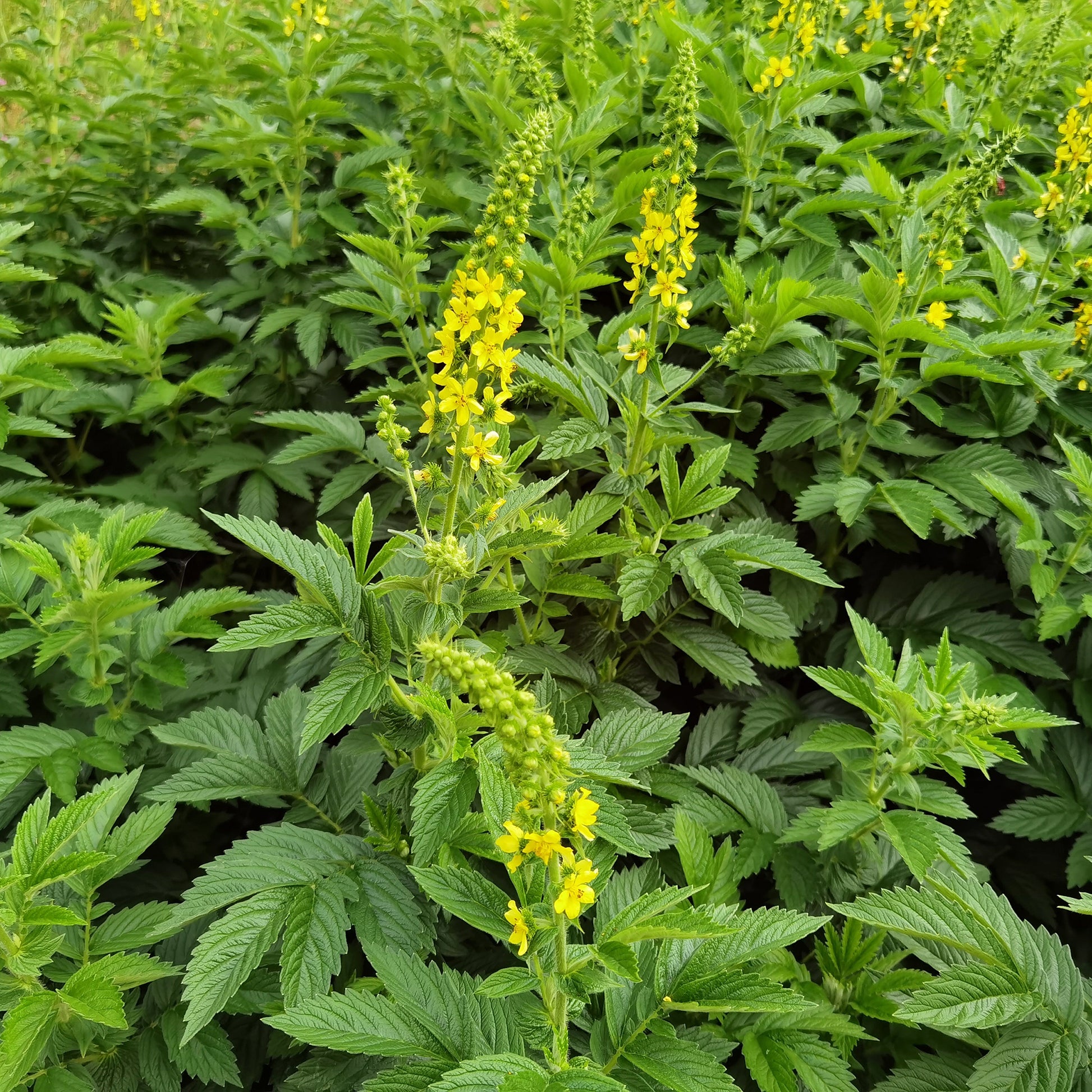 Gewone agrimonie - Agrimonia eupatoria - Bakker