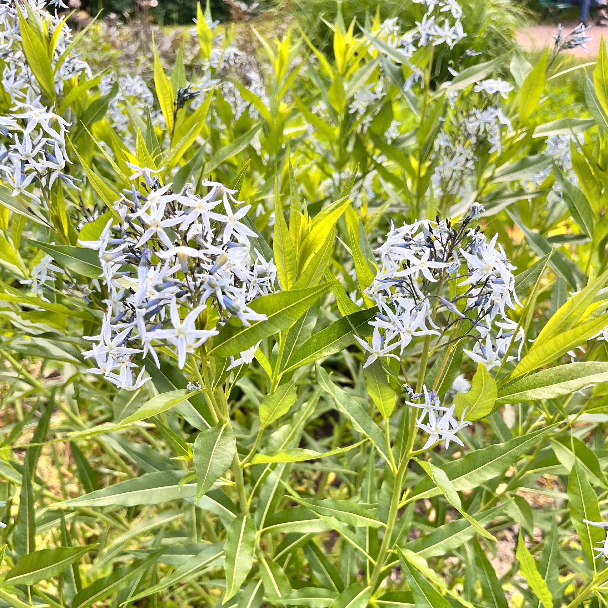 Blauwe ster - Bakker