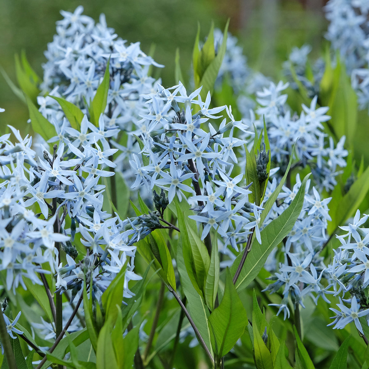 Blauwe ster