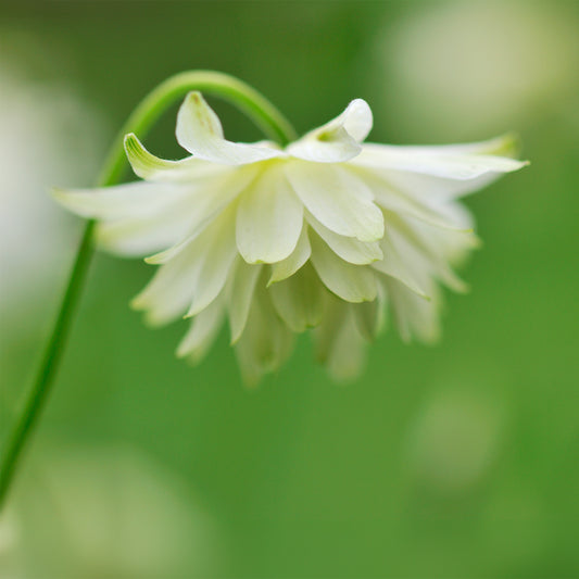 Akelei Green Apples - Bakker
