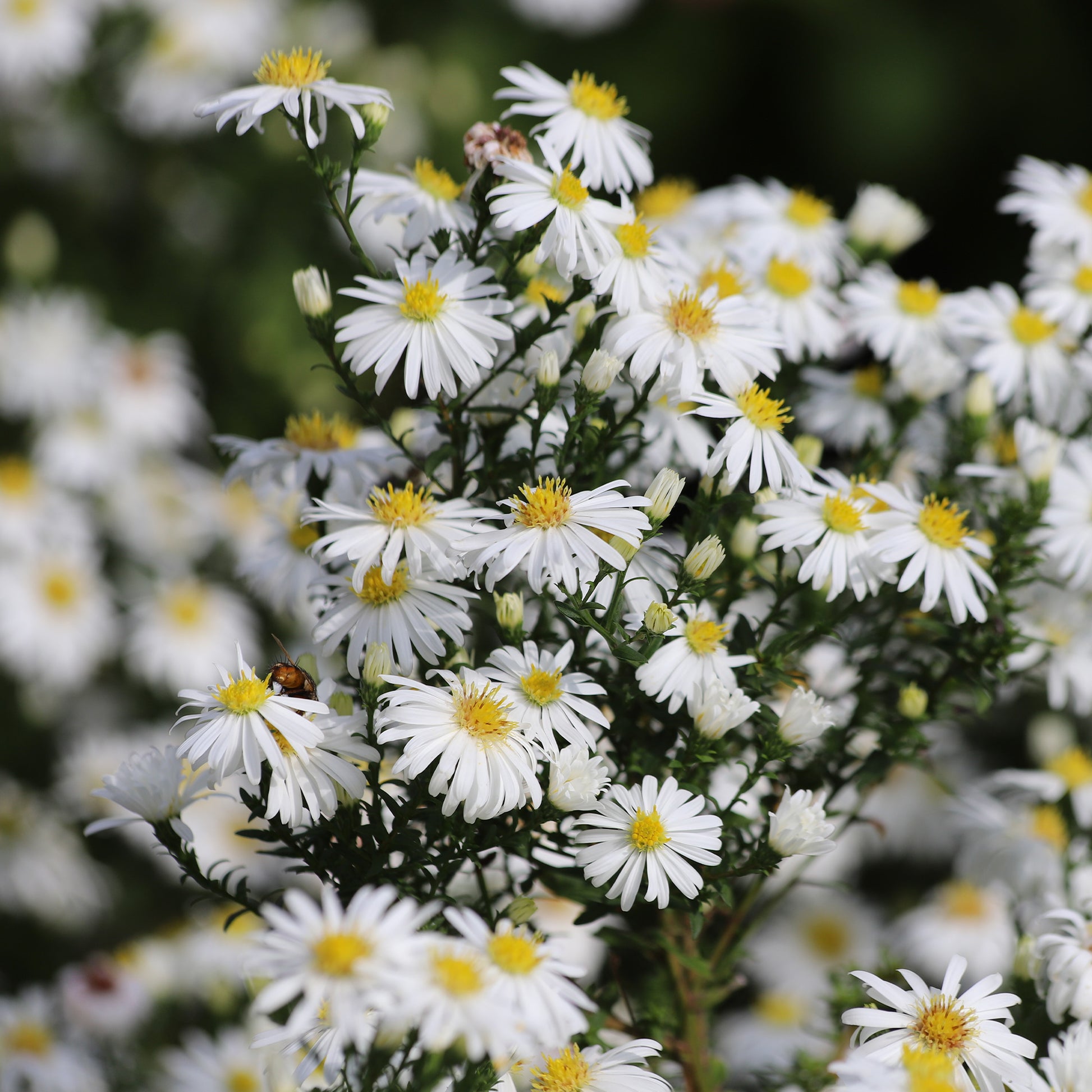 Herfstaster 'Snowsprite' - Aster dumosus schneekissen - Bakker