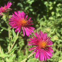 Herfstaster 'septemberrubin' - Aster novae-angliae septemberrubin - Bakker