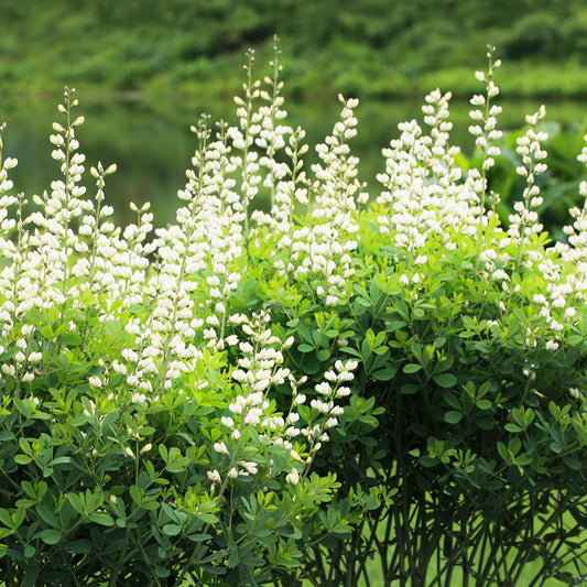 Witte valse indigo - Bakker