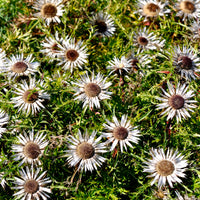 Zilverdistel - Carlina acaulis subsp. simplex - Bakker