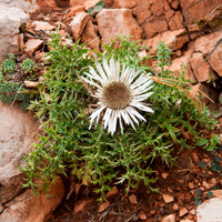 Carlina acaulis subsp. simplex - Zilverdistel - Wilde vaste planten