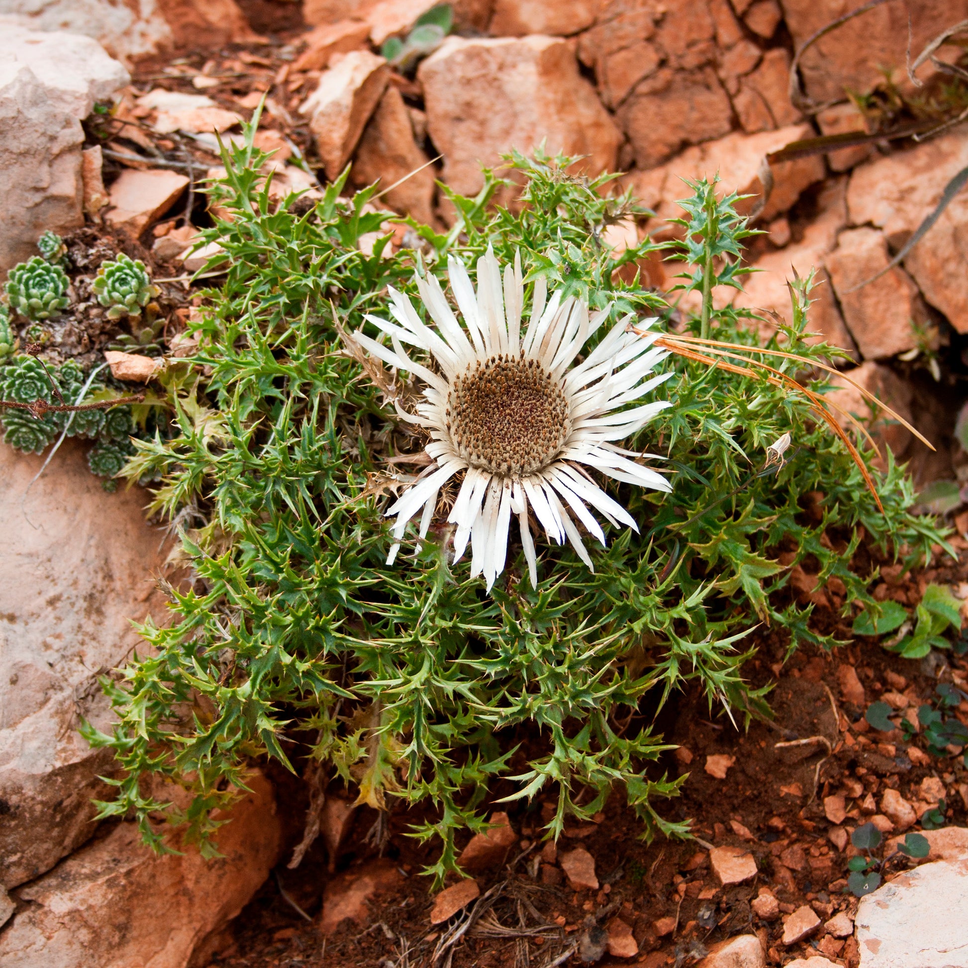 Carlina acaulis subsp. simplex - Zilverdistel - Wilde vaste planten