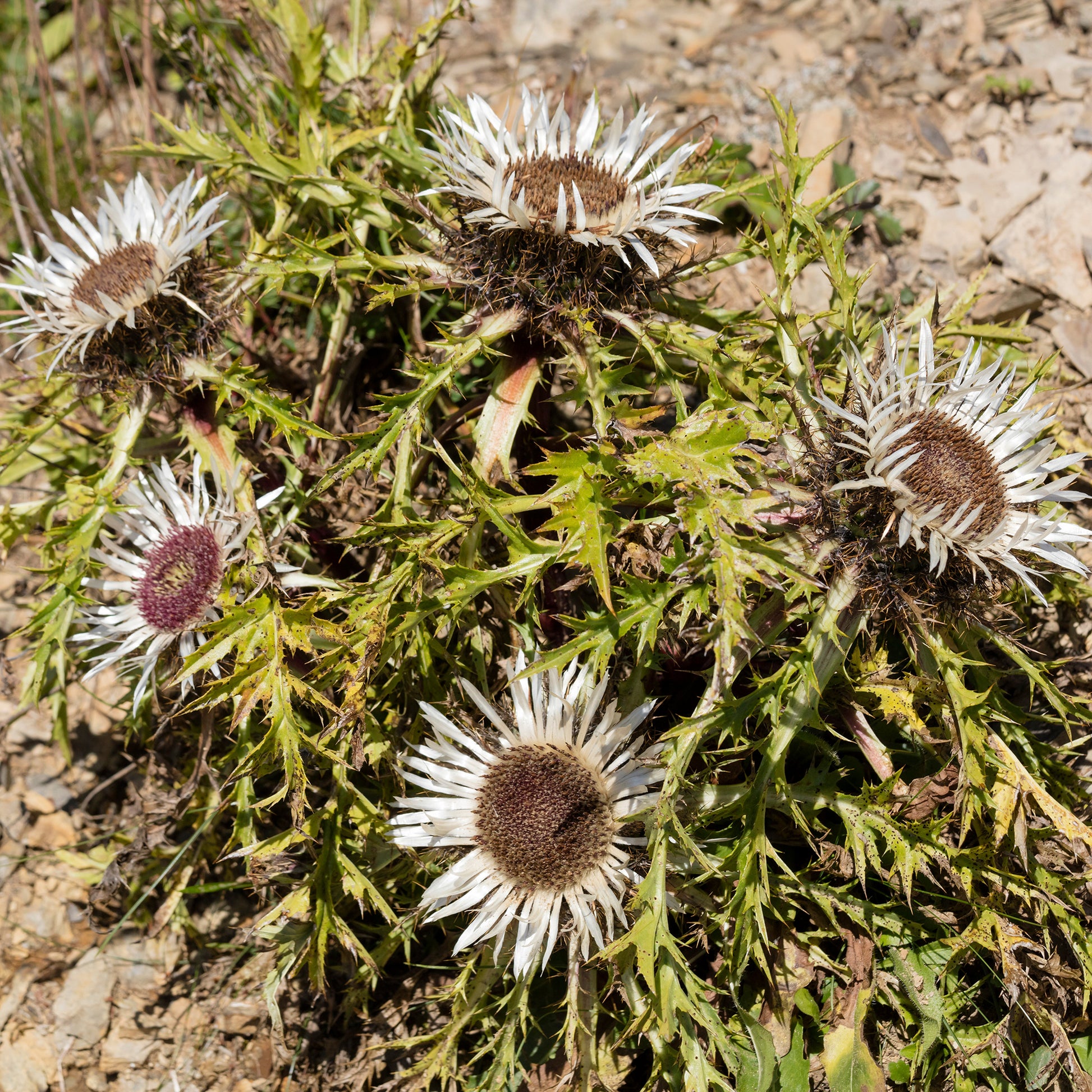 Verkoop Zilverdistel - Carlina acaulis subsp. simplex