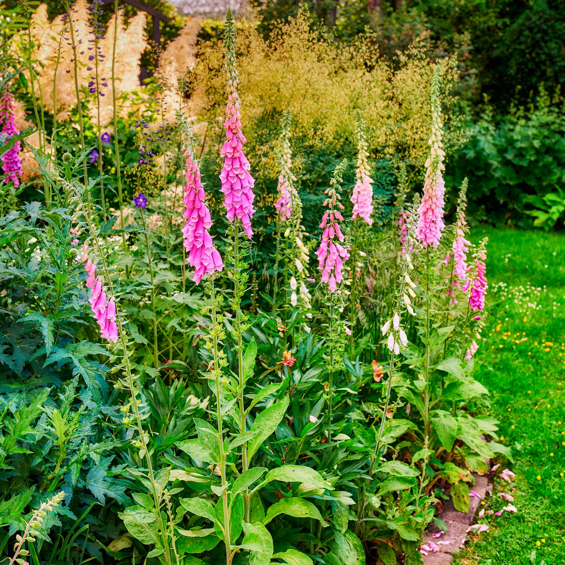 Vingerhoedskruid - Digitalis purpurea - Bakker