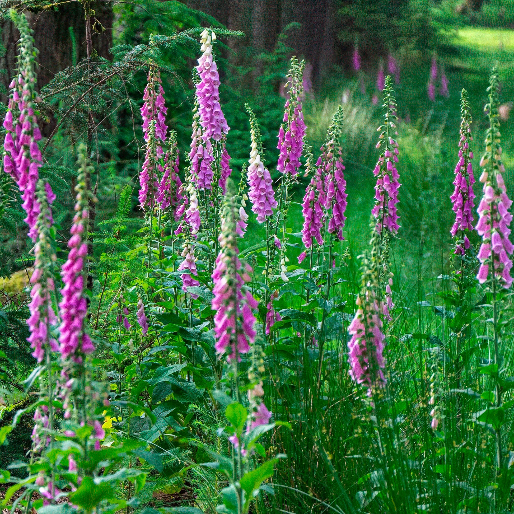 Digitalis purpurea - Vingerhoedskruid - Bijen- en vlinderplanten