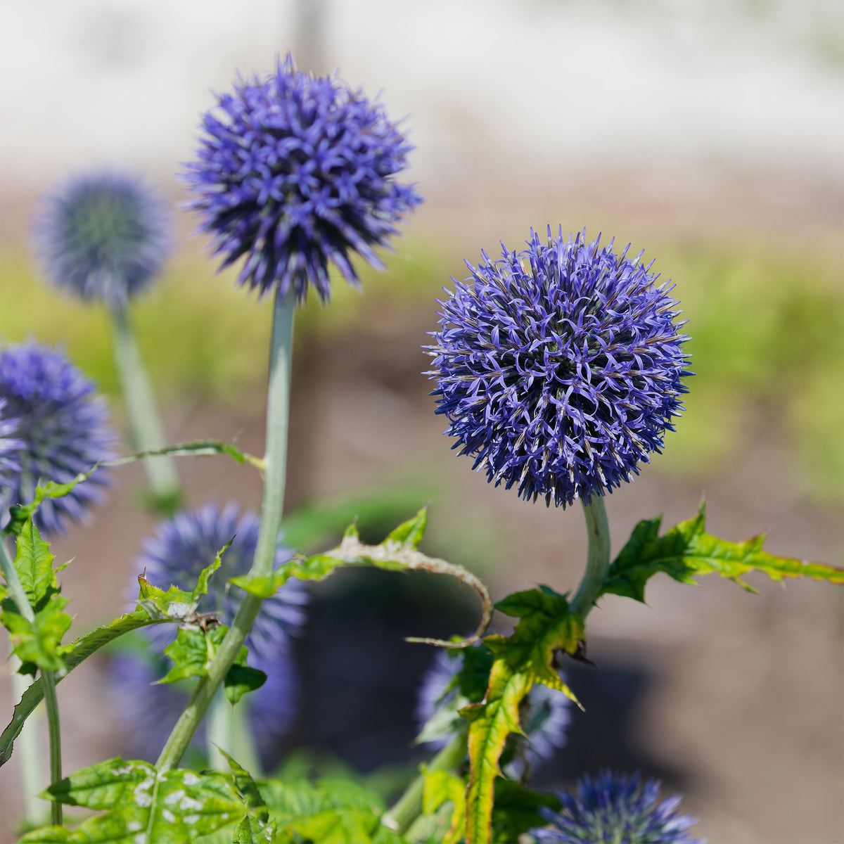 Kogeldistel 'Blue Globe' - Bakker