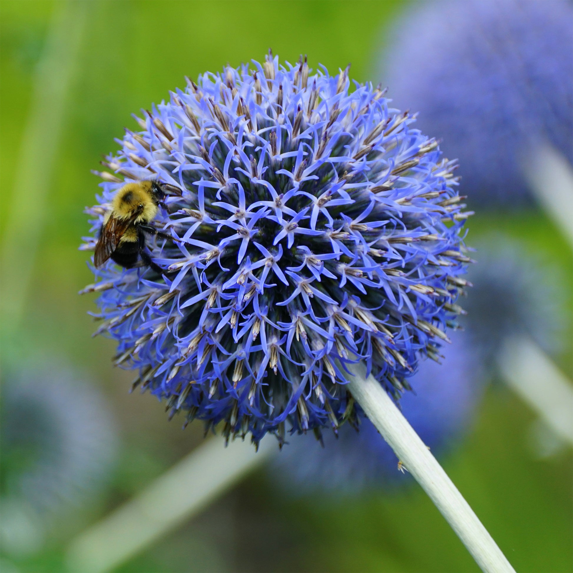 Kogeldistel 'Blue Globe' - Echinops bannaticus blue globe - Bakker