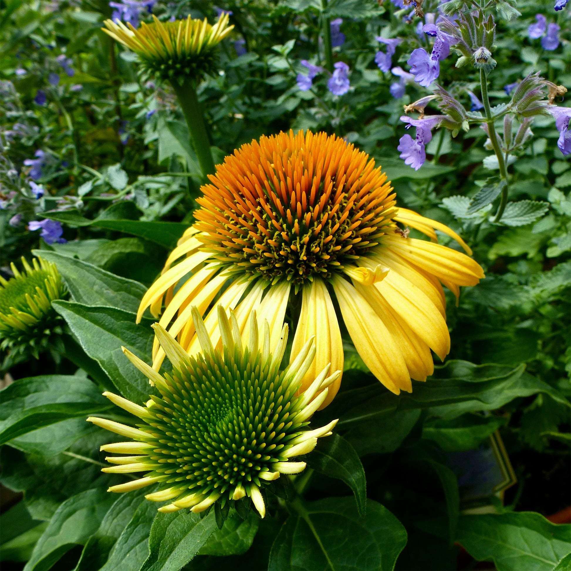 Zonnehoed 'Harvest Moon' - Echinacea purpurea ruby giant - Bakker