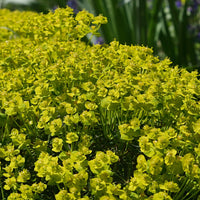 Cypreswolfsmelk - Euphorbia cyparissias - Bakker