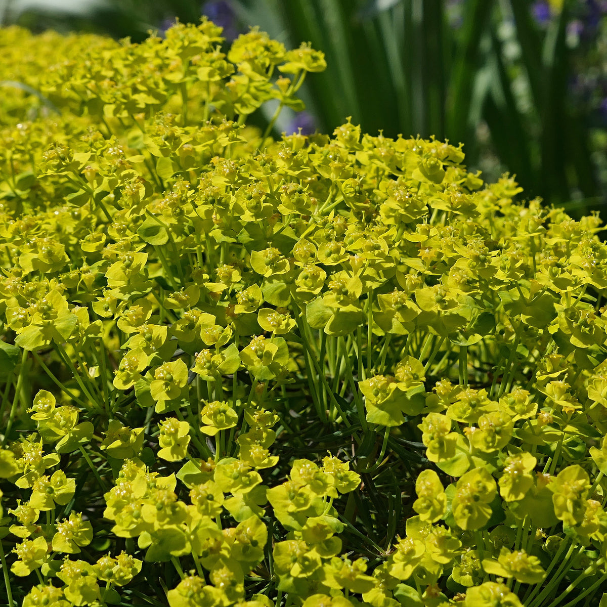 Cypreswolfsmelk - Euphorbia cyparissias - Bakker