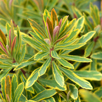 Euphorbia 'Ascot Rainbow' / Wolfsmelk - Bakker