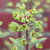 Euphorbia ascot rainbow - Euphorbia 'Ascot Rainbow' / Wolfsmelk - Wolfsmelk