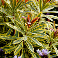 Euphorbia 'Ascot Rainbow' / Wolfsmelk - Euphorbia ascot rainbow - Bakker