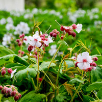 Ooievaarsbek Balkans Spessart - Geranium macrorrhizum spessart - Bakker