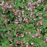 Geranium macrorrhizum spessart - Ooievaarsbek Balkans Spessart - Geraniums