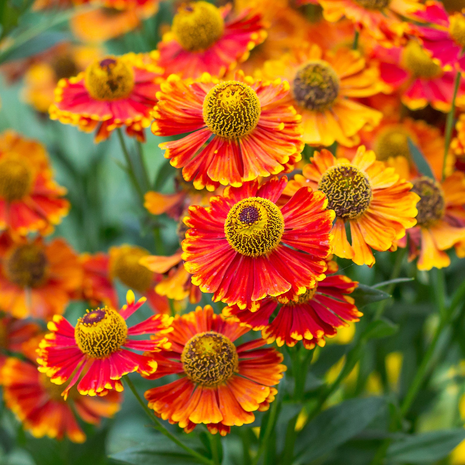 Helenium 'Poncho' / Zonnekruid - Helenium poncho - Bakker