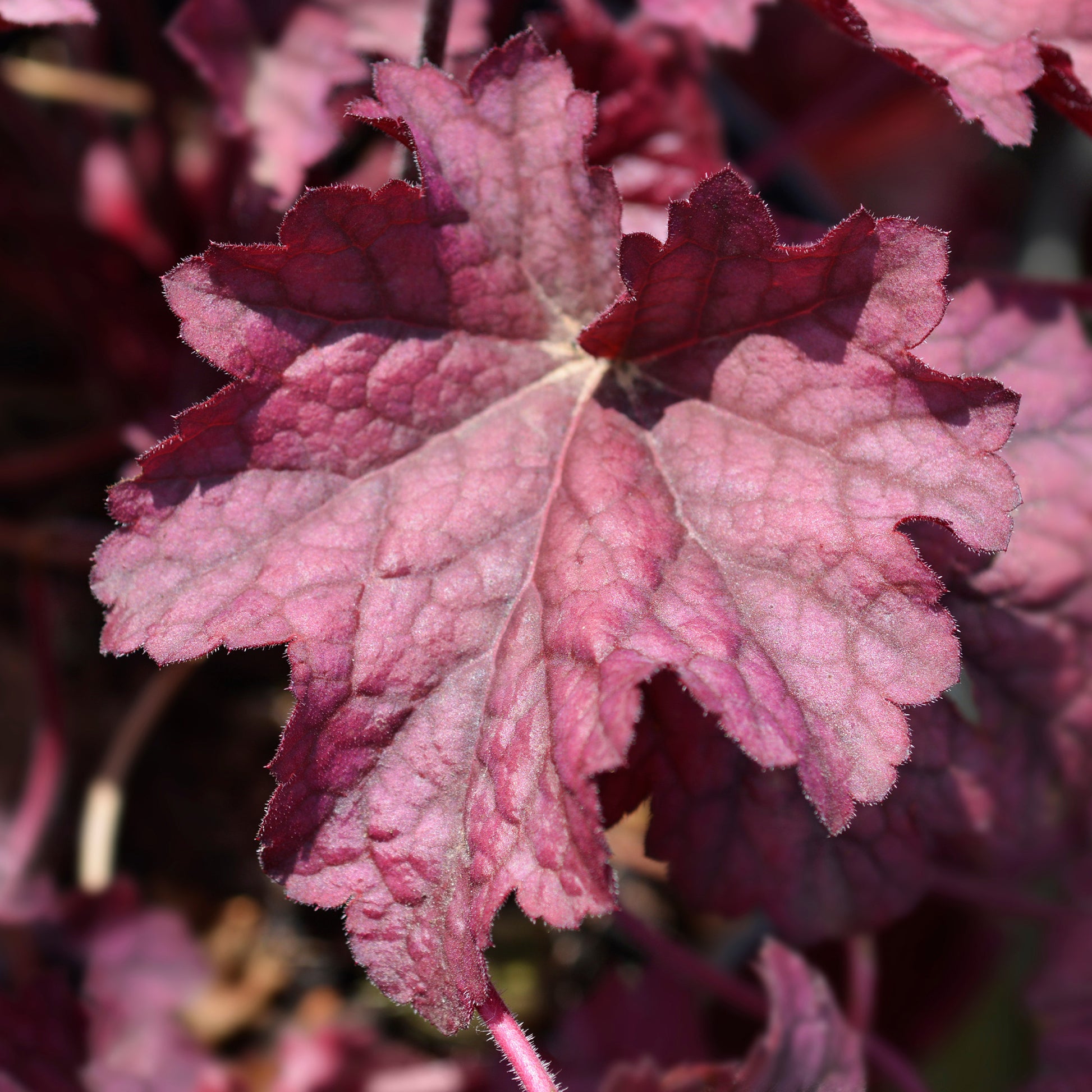 Purperklokje 'Berry Smoothie' - Heuchera berry smoothie - Bakker