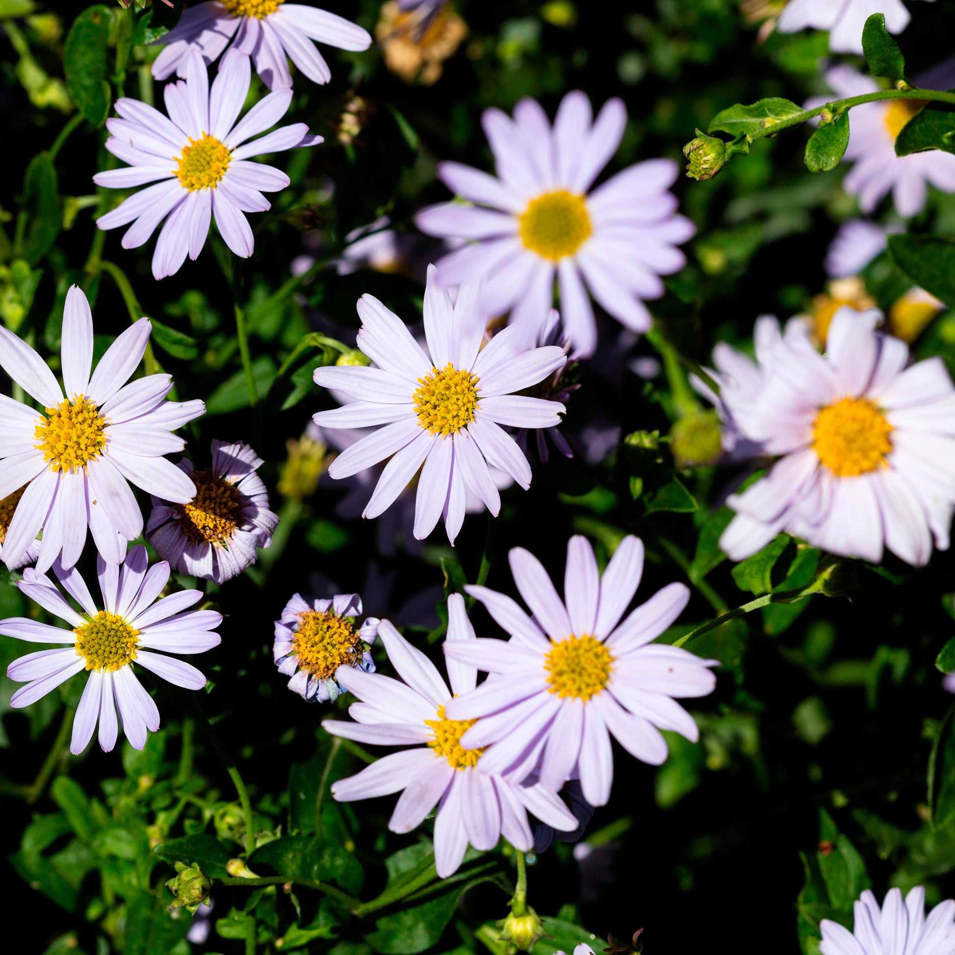 Zomeraster - Kalimeris incisa - Bakker