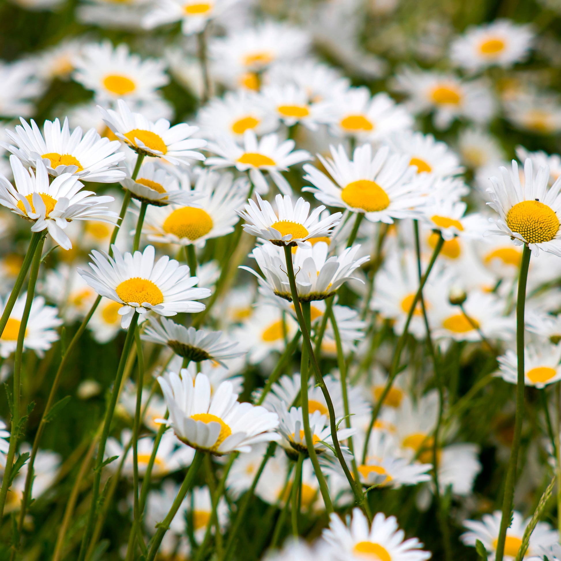 Verkoop Gewone margriet - Leucanthemum vulgare