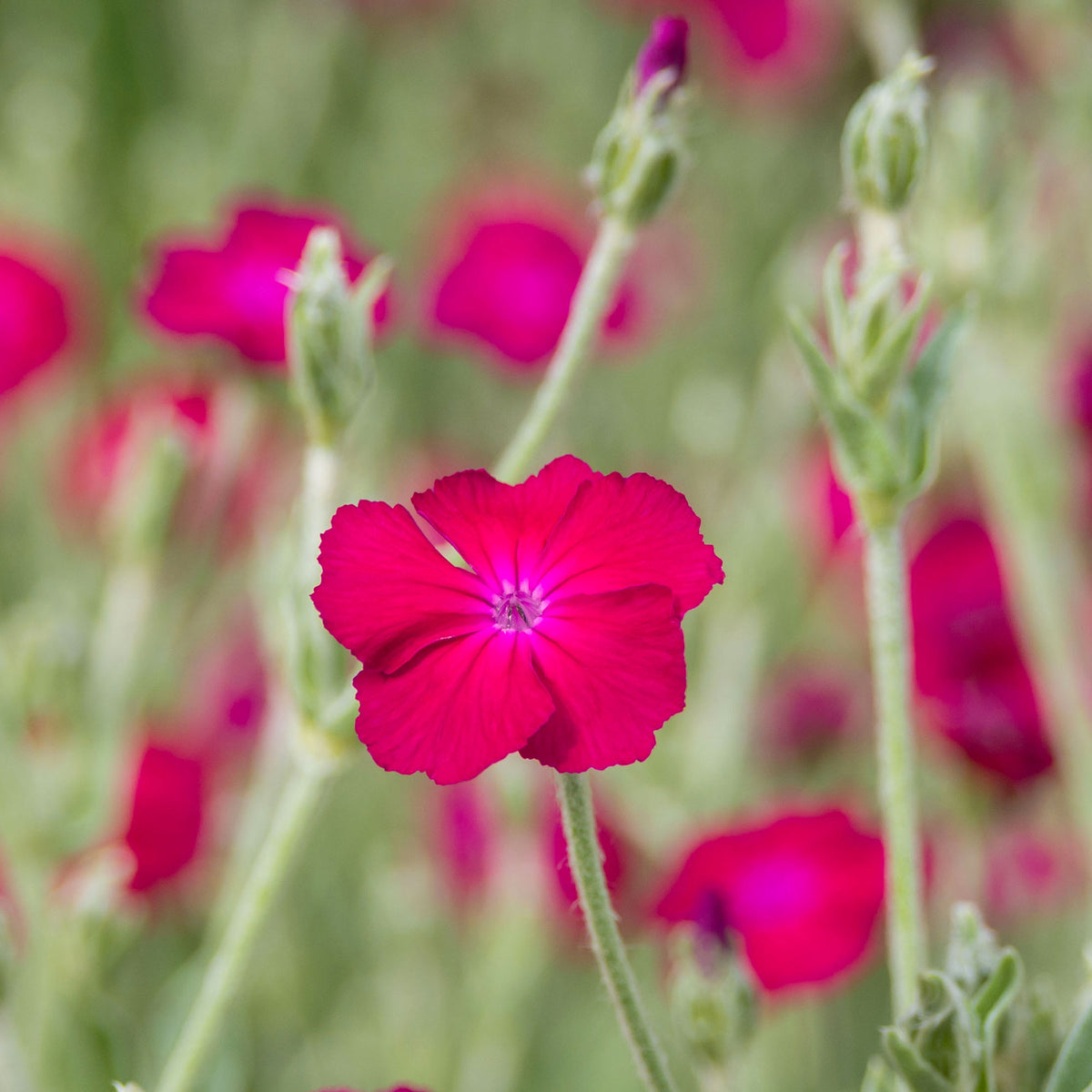 Koekoeksbloem - Bakker