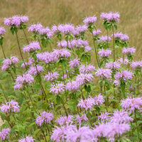 Monarda fistulosa ssp menthifolia - Muntbladige bergamot - Monarde