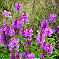Scharnierbloem Vivid - Physostegia virginiana Vivid - Bakker