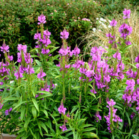 Scharnierbloem Vivid - Bakker