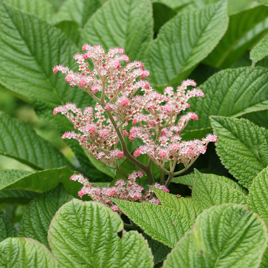 Kastanjebladige astilbe henrici - Bakker