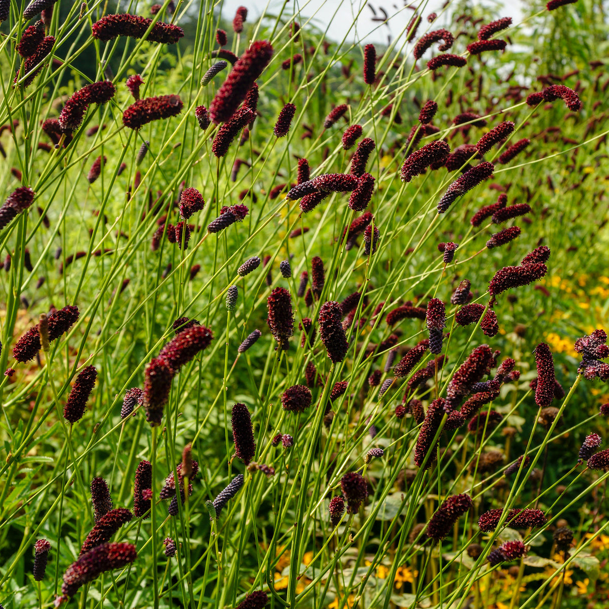 Verkoop Pimpernel Purpurea - Sanguisorba tenuifolia Purpurea